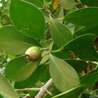 Clusia rosea Jacq.